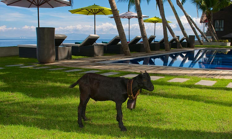 a goat next to a swimming pool