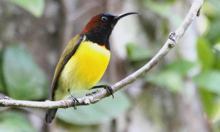 Balinsasayao Twin-Lakes Natural Park Flaming Sunbird