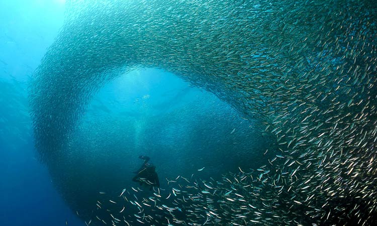 Sardines run in Malboal