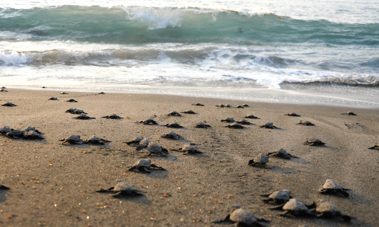Best Beaches in La Union Philippines Turtles