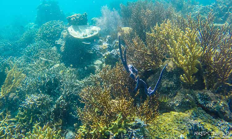 Lusong Coral Garden