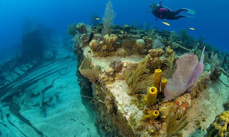 Five Diving Spots in the Philippines