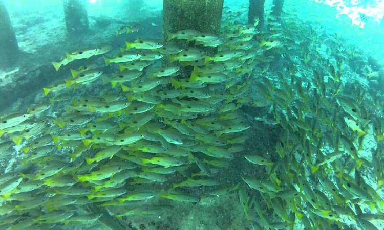 Five Diving Spots in the Philippines - Fishes