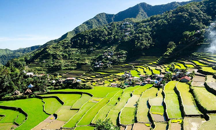 Banaue Rice Terraces