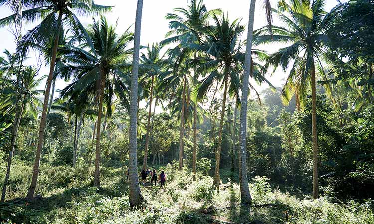 Hiking in Batangas for Beginners Forest