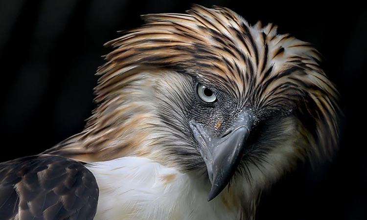 Philippine Eagle