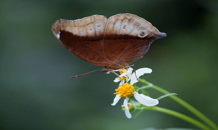 Butterfly in butterfly garden