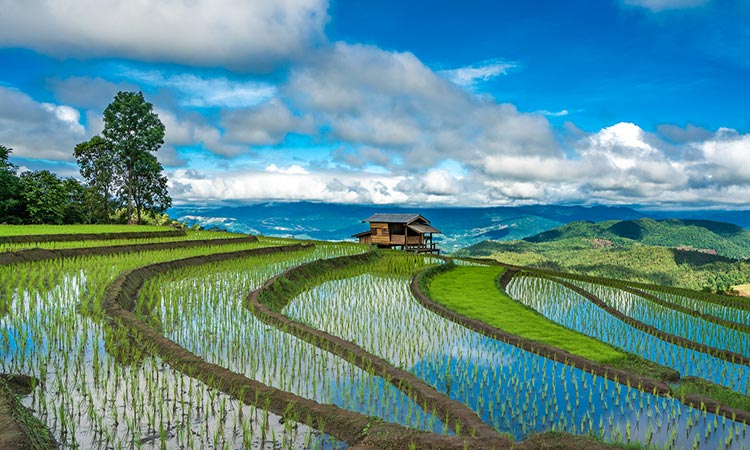 What is the best month to visit Philippines - Rice Terraces